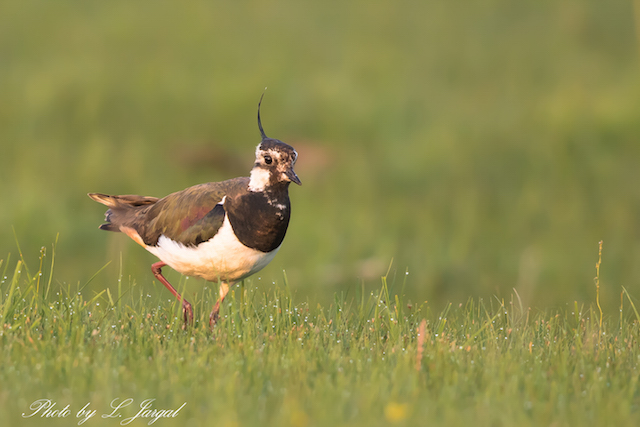 Умардын хавтгаалж  (Vanellus vanellus)